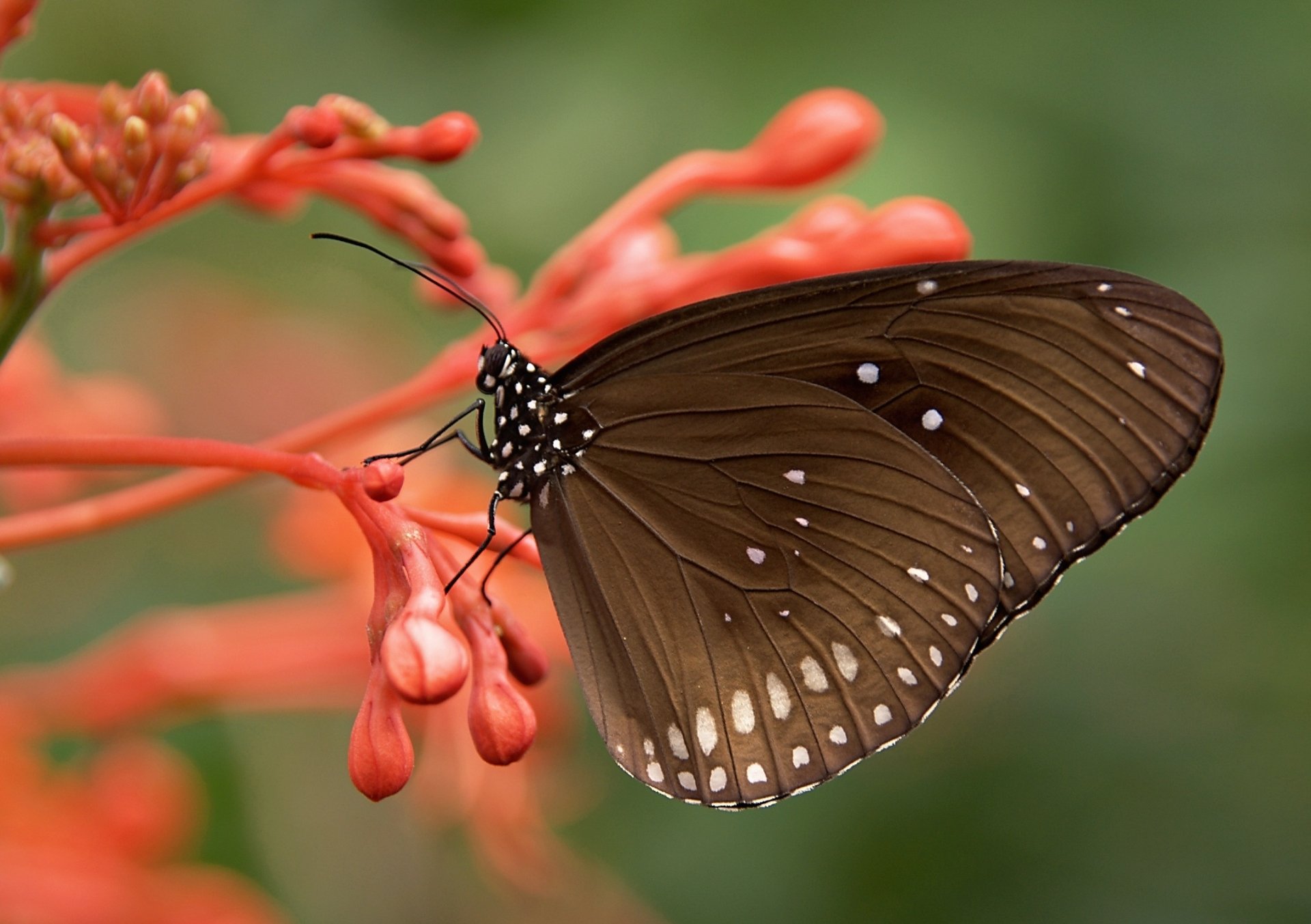 A close-up of a butterfly perched on a vibrant red flower, showcasing intricate insect details against a soft green background in HD quality.