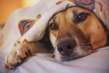 HD desktop wallpaper of a dog wearing a muzzle, resting under a blanket with a calm expression.