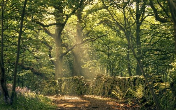 Earth Sunbeam Nature Forest Tree Greenery HD Wallpaper | Background Image