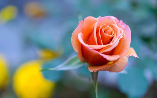 Macro HD PC desktop wallpaper showing a peach rose bloom in nature, soft petals against a blurred green-yellow background.