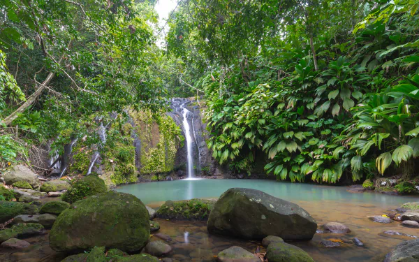 stream jungle nature waterfall HD Desktop Wallpaper | Background Image