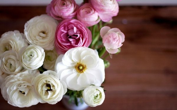 Man Made Flower Earth Ranuncula White Flower Pink Flower HD Wallpaper | Background Image