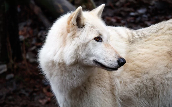 white wolf Animal wolf HD Desktop Wallpaper | Background Image