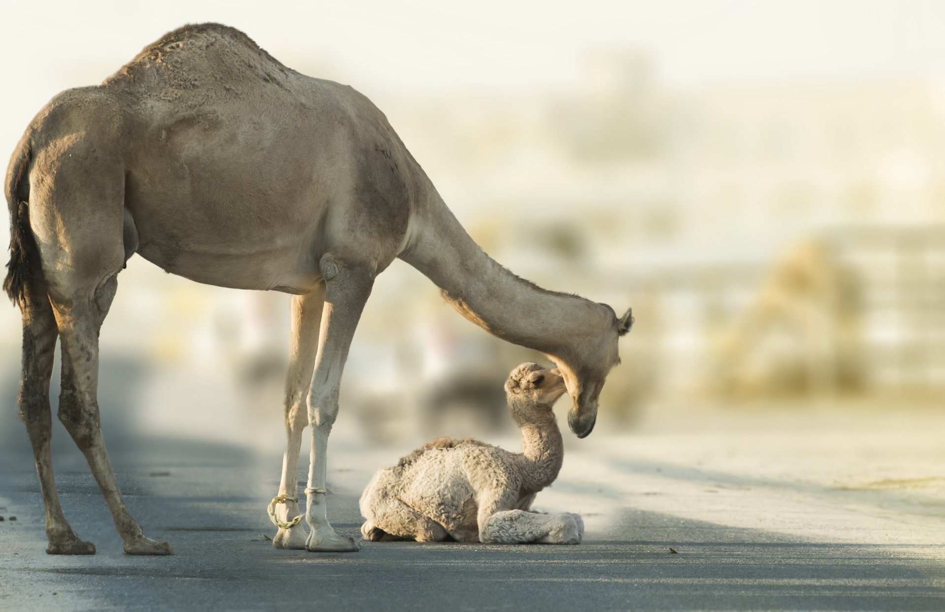 HD desktop wallpaper of a baby camel lying on the ground with an adult camel gently nuzzling it, captured with a soft depth of field.