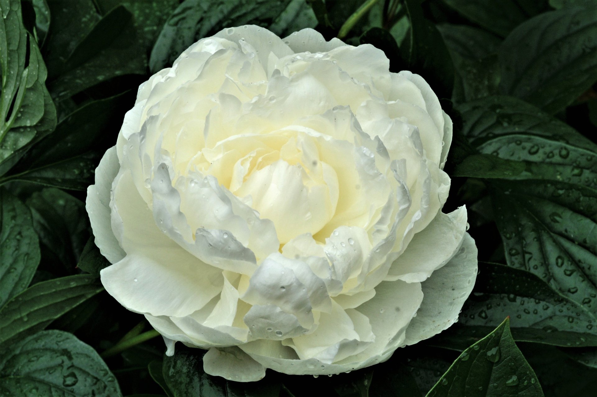 White Peony