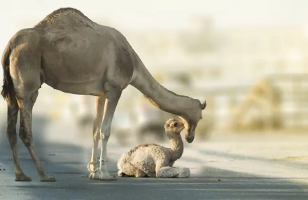 HD desktop wallpaper of a baby camel lying on the ground with an adult camel gently nuzzling it, captured with a soft depth of field.