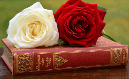 white rose red rose rose flower book photography still life HD Desktop Wallpaper | Background Image