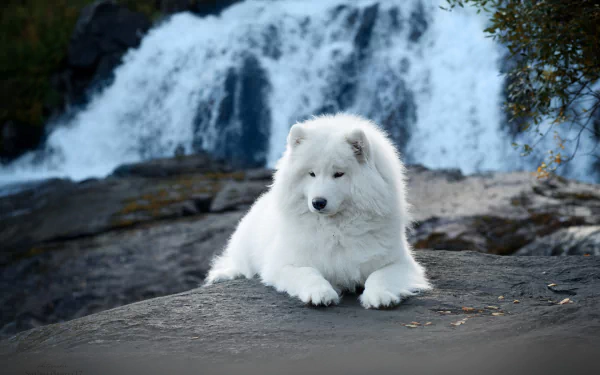 A fluffy Samoyed dog rests on a rock with a cascading waterfall in the background, captured in a high-definition PC desktop wallpaper.