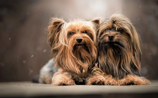  Yorkshire Terriers