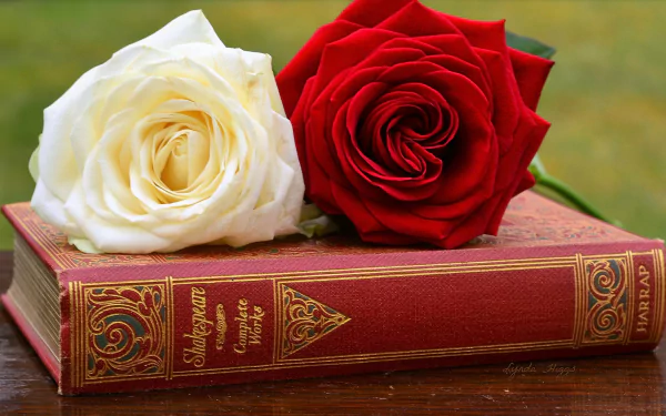 white rose red rose rose flower book photography still life HD Desktop Wallpaper | Background Image