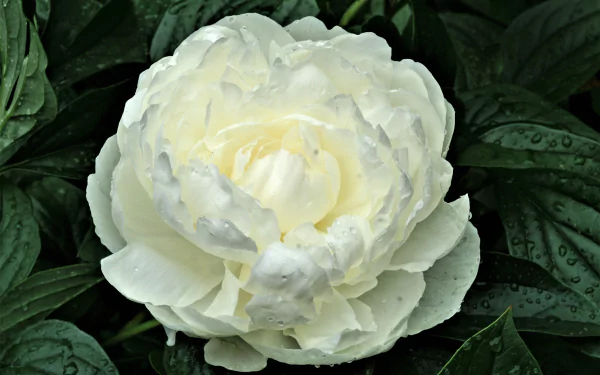 A close-up of a white peony flower with lush green leaves, captured in high definition for a PC desktop wallpaper background.