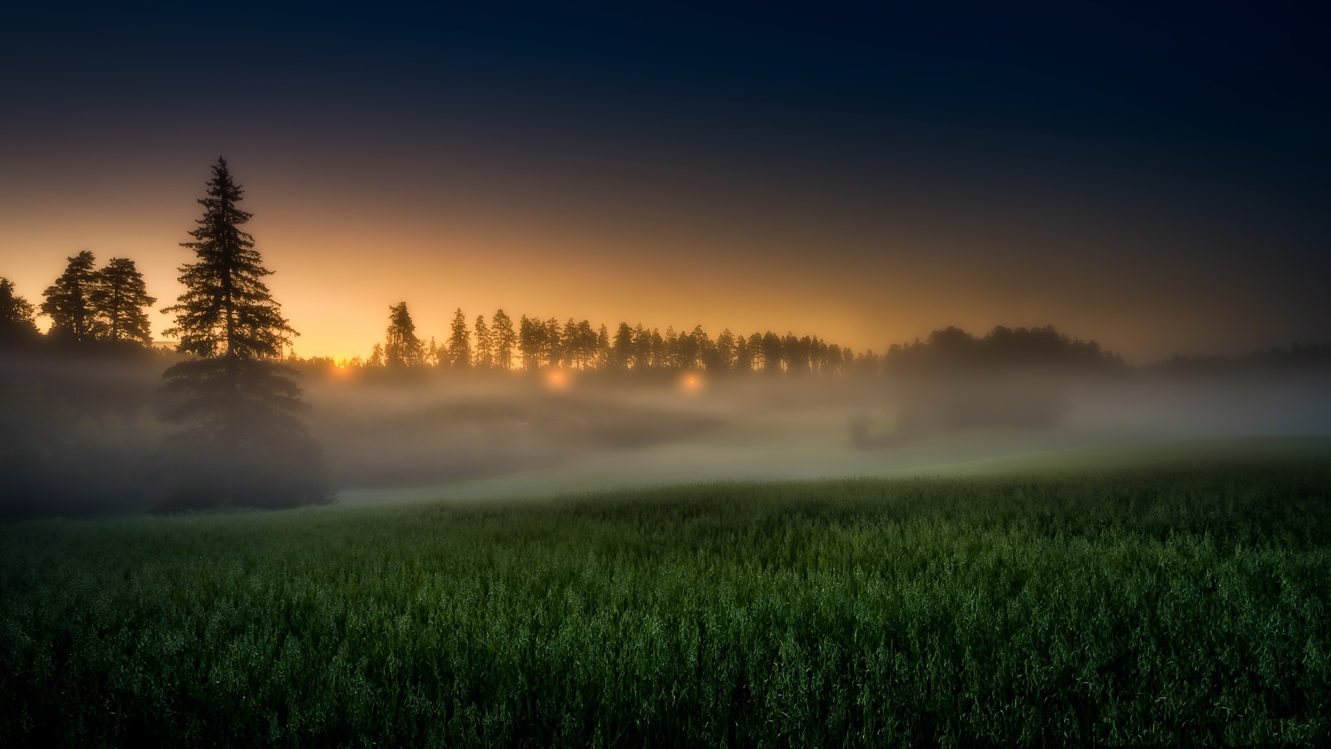 Fog Around Tree Wallpaper Hd Nature 4k Wallpapers Ima - vrogue.co