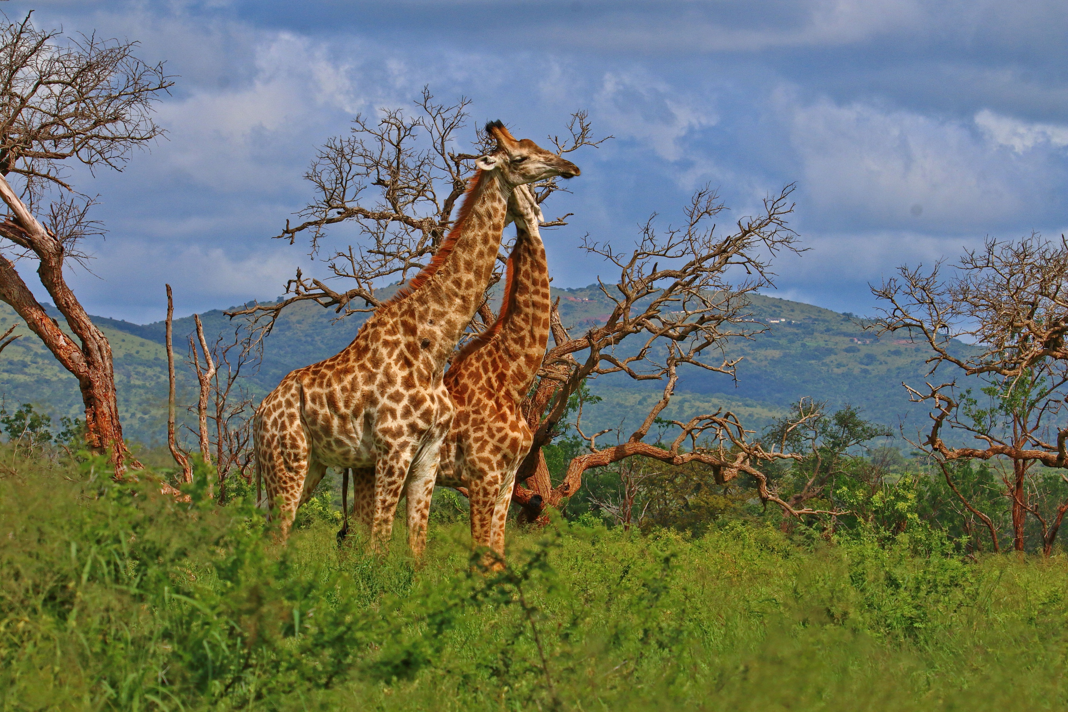 Жираф африканское животное. Жираф в саванне. Жираф саванны Африки. ЮАР Саванна. Африканская Саванна Жирафы.