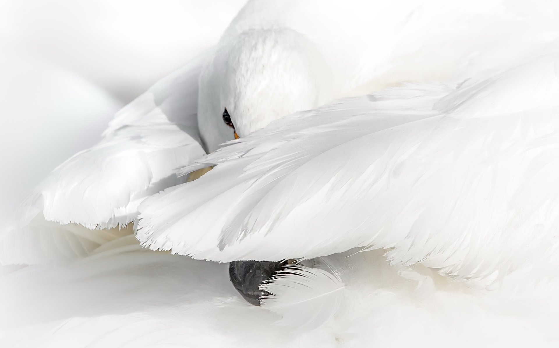 Close-up HD image of a whooper swan with soft white feathers, creating a serene and elegant desktop wallpaper background featuring this graceful bird.