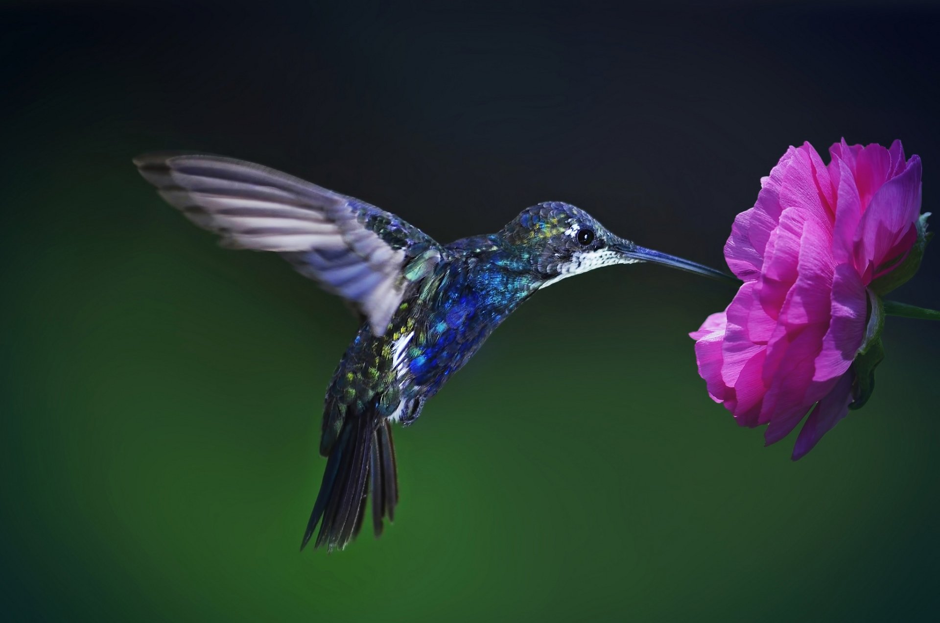 Download Macro Pink Flower Bird Animal Hummingbird HD Wallpaper