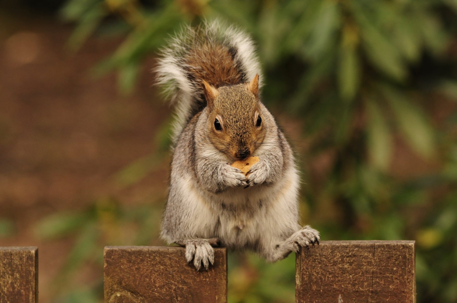 Download Depth Of Field Rodent Animal Squirrel HD Wallpaper