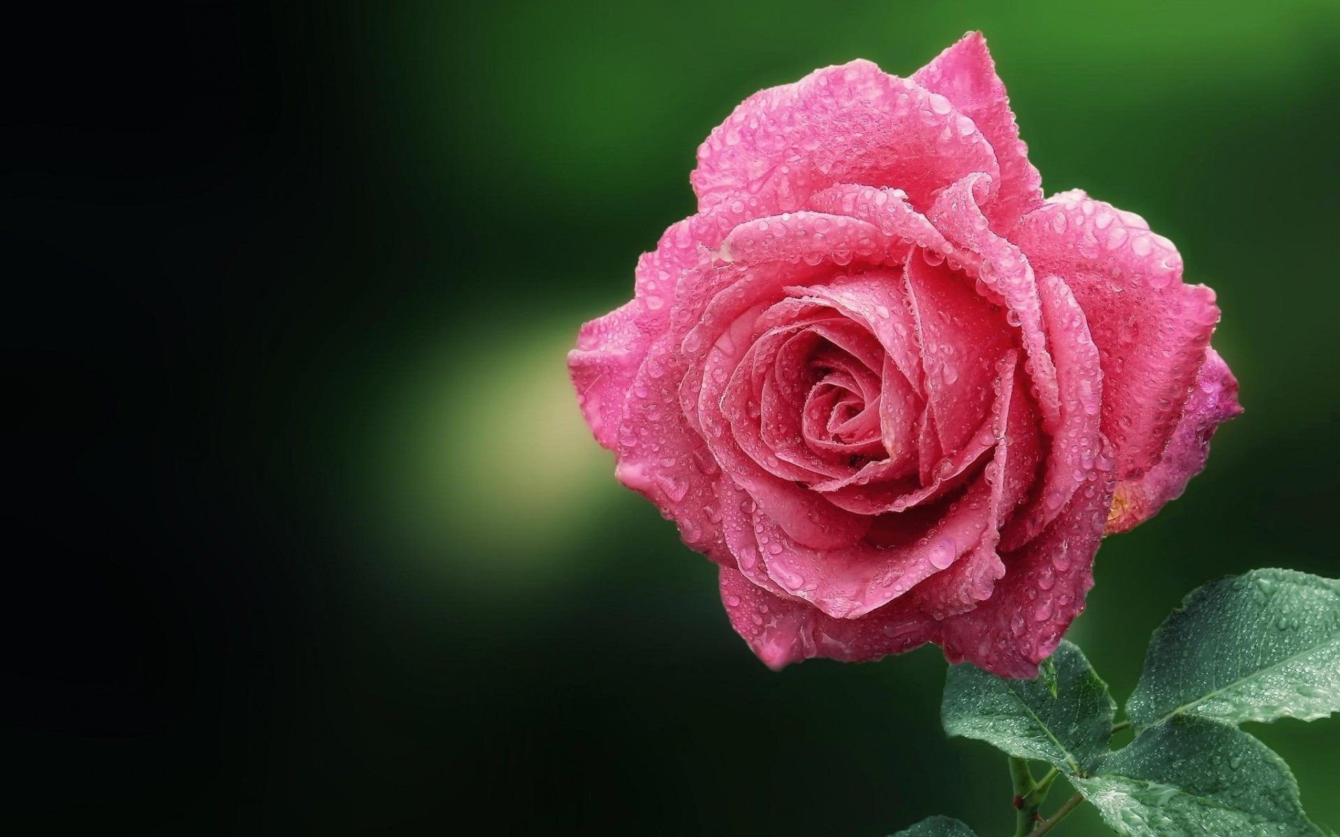 Download Flower Pink Flower Macro Nature Rose HD Wallpaper | 1920x1200 ...