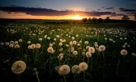 HD PC desktop wallpaper and background: summer nature scene — a sunset over a wide field of dandelions, glowing in warm golden light.