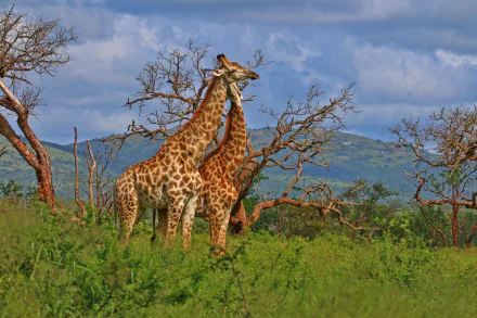 HD PC desktop wallpaper featuring two giraffes standing in lush greenery with a scenic backdrop of hills and a partly cloudy sky.