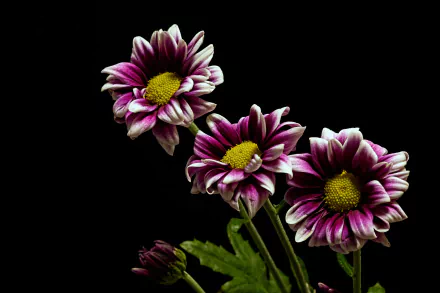 purple flower nature flower HD Desktop Wallpaper | Background Image