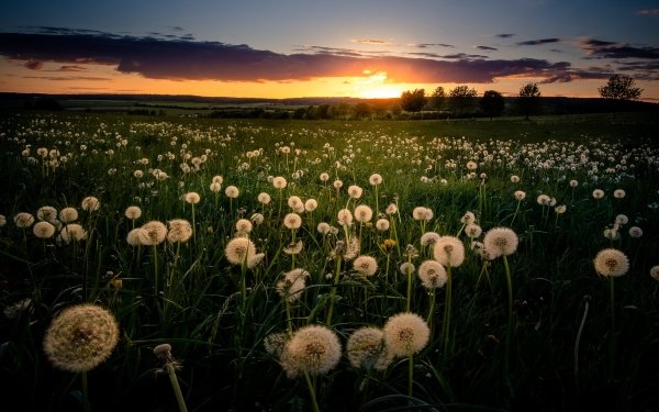 Earth Dandelion Summer Field Sunset HD Wallpaper | Background Image
