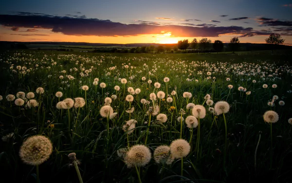 HD PC desktop wallpaper and background: summer nature scene — a sunset over a wide field of dandelions, glowing in warm golden light.