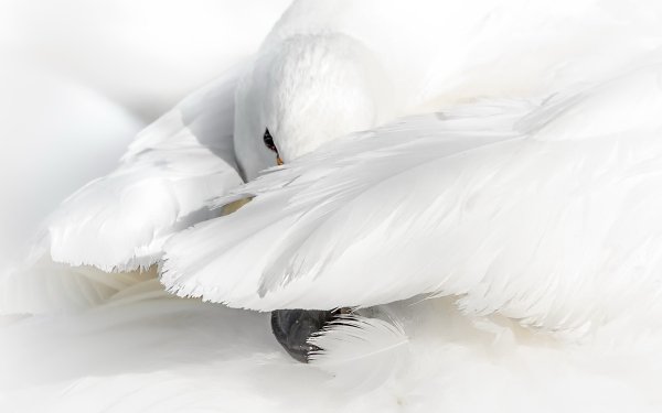 Animal Whooper swan Birds Swans Swan Bird HD Wallpaper | Background Image