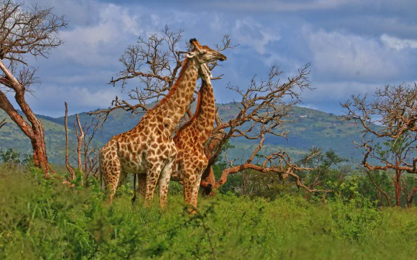 HD PC desktop wallpaper featuring two giraffes standing in lush greenery with a scenic backdrop of hills and a partly cloudy sky.