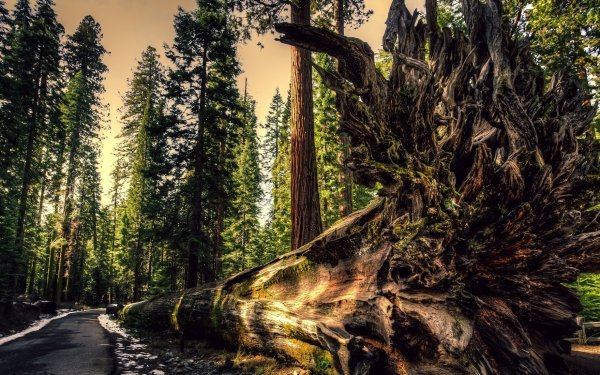 Earth Forest Nature Tree Road Log HD Wallpaper | Background Image
