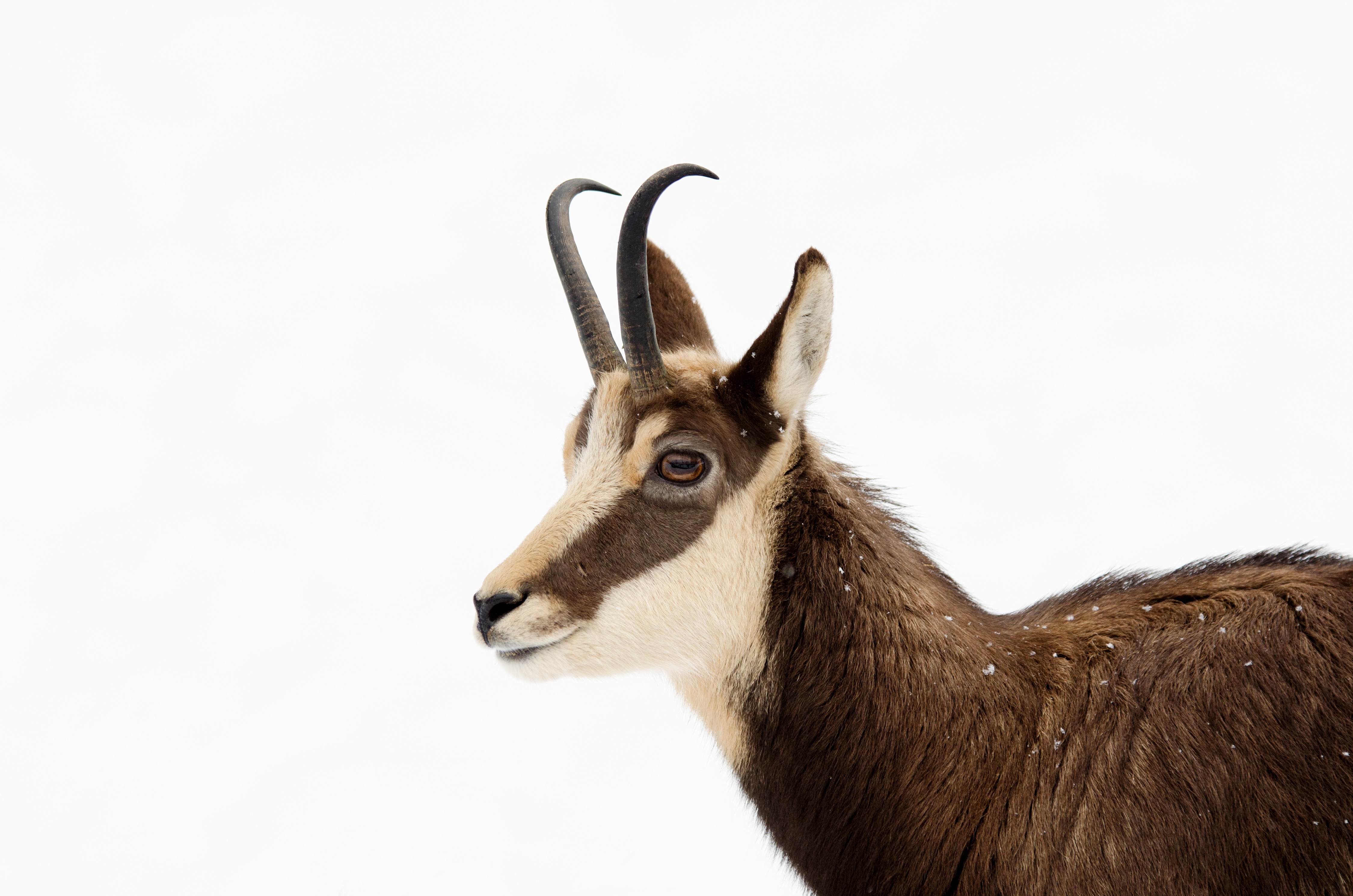 The chamois is a species of goat-antelope by strichpunkt