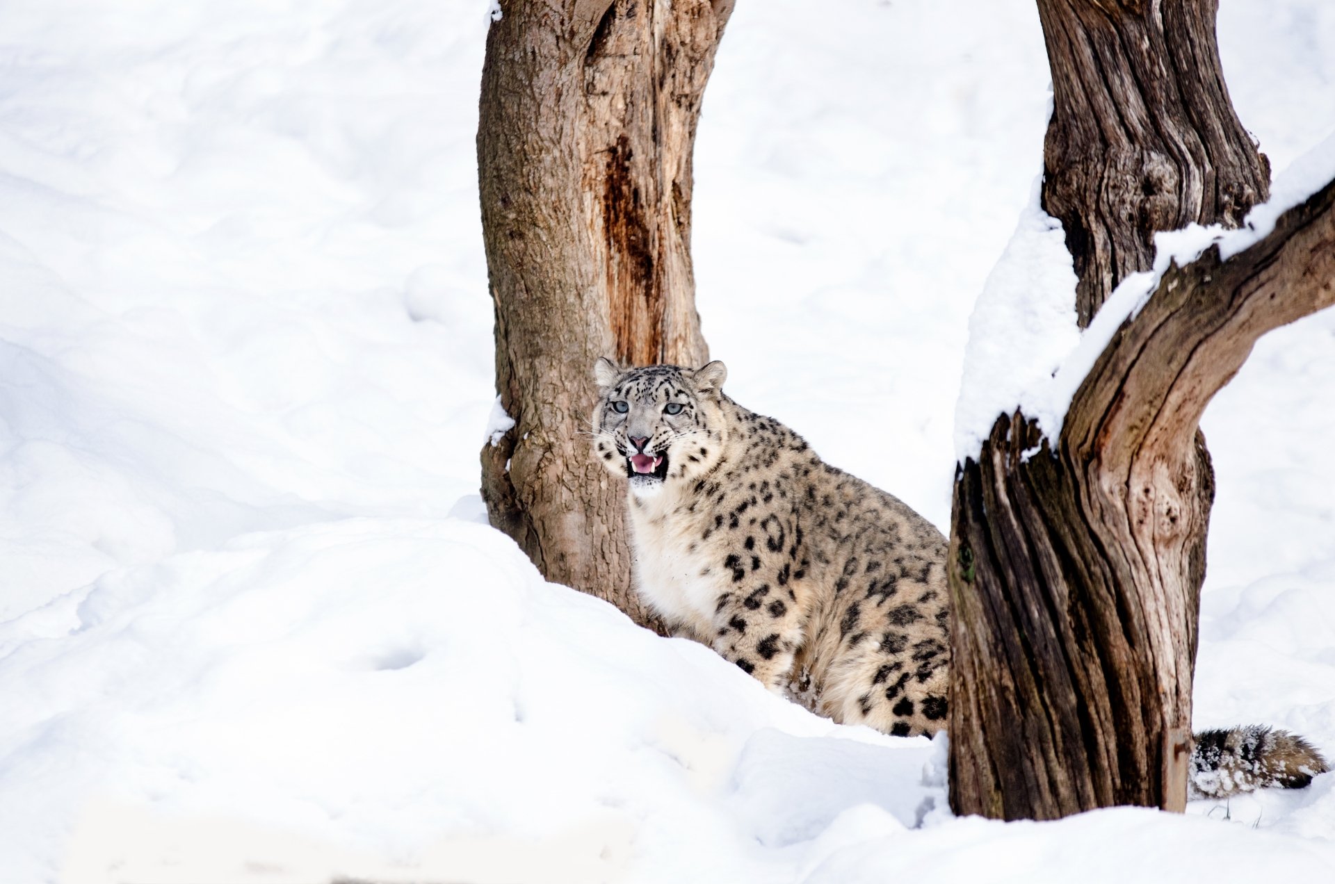 Download Animal Snow Leopard 4k Ultra HD Wallpaper by strichpunkt