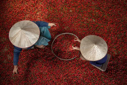 asian conical hat people food pepper HD Desktop Wallpaper | Background Image