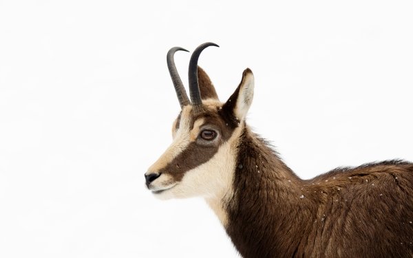 Animal Antelope Chamois HD Wallpaper | Background Image