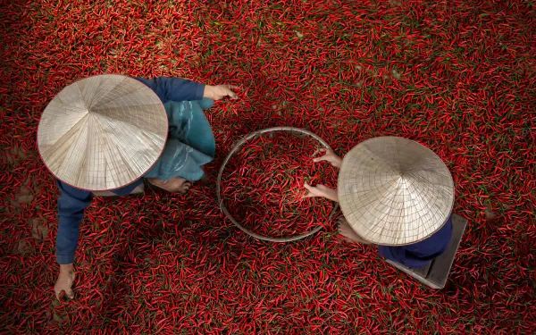 asian conical hat people food pepper HD Desktop Wallpaper | Background Image