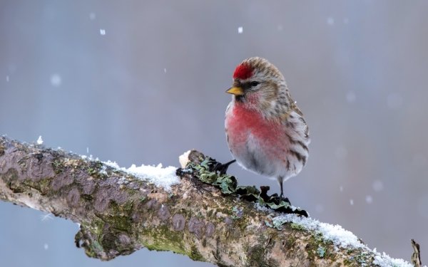 Redpoll HD Wallpaper | Background Image | 2560x1440