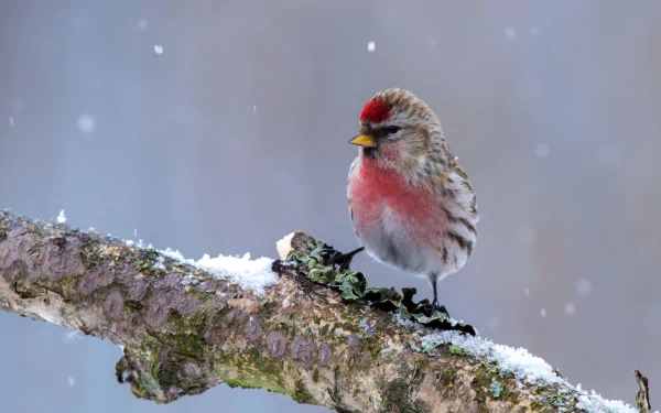 Common redpoll perched on a snow-dusted branch with falling snow against a soft blue backdrop — HD PC desktop wallpaper and background