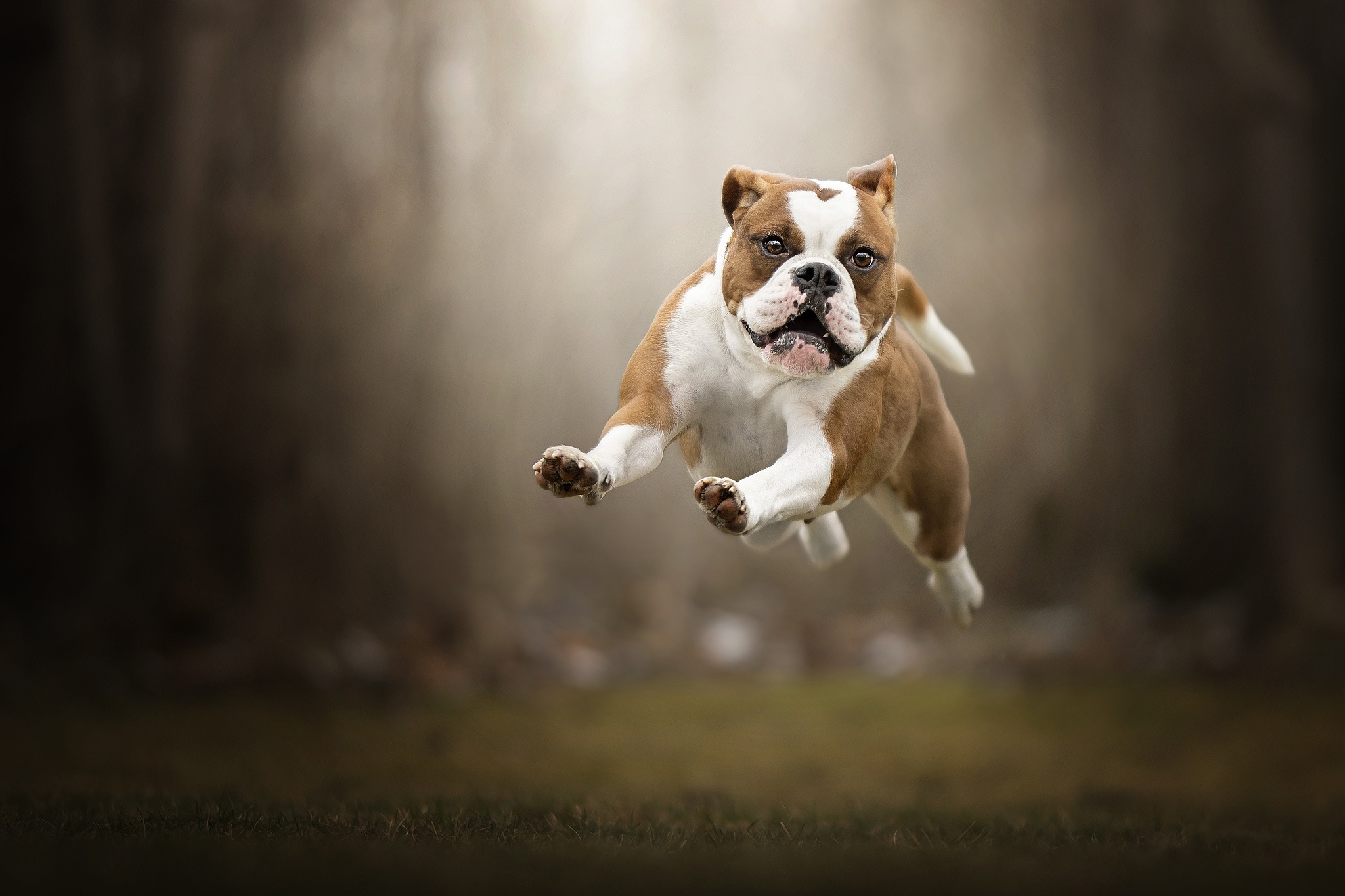 50 Bulldog Wallpaper for Computer  WallpaperSafari