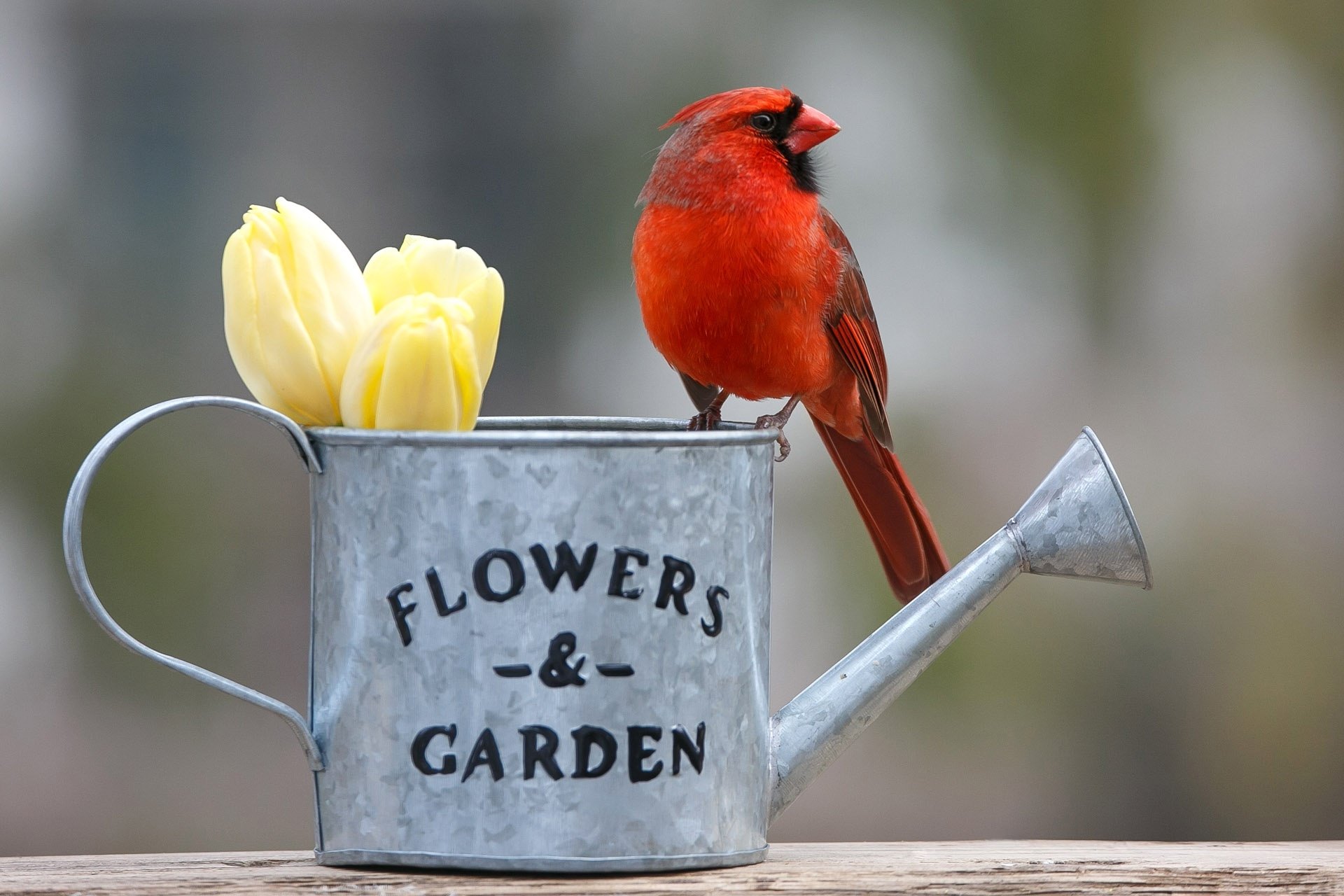 A vibrant red cardinal bird perches on a silver watering can labeled FLOWERS & GARDEN, with yellow tulips inside, set against a blurred natural background in HD.