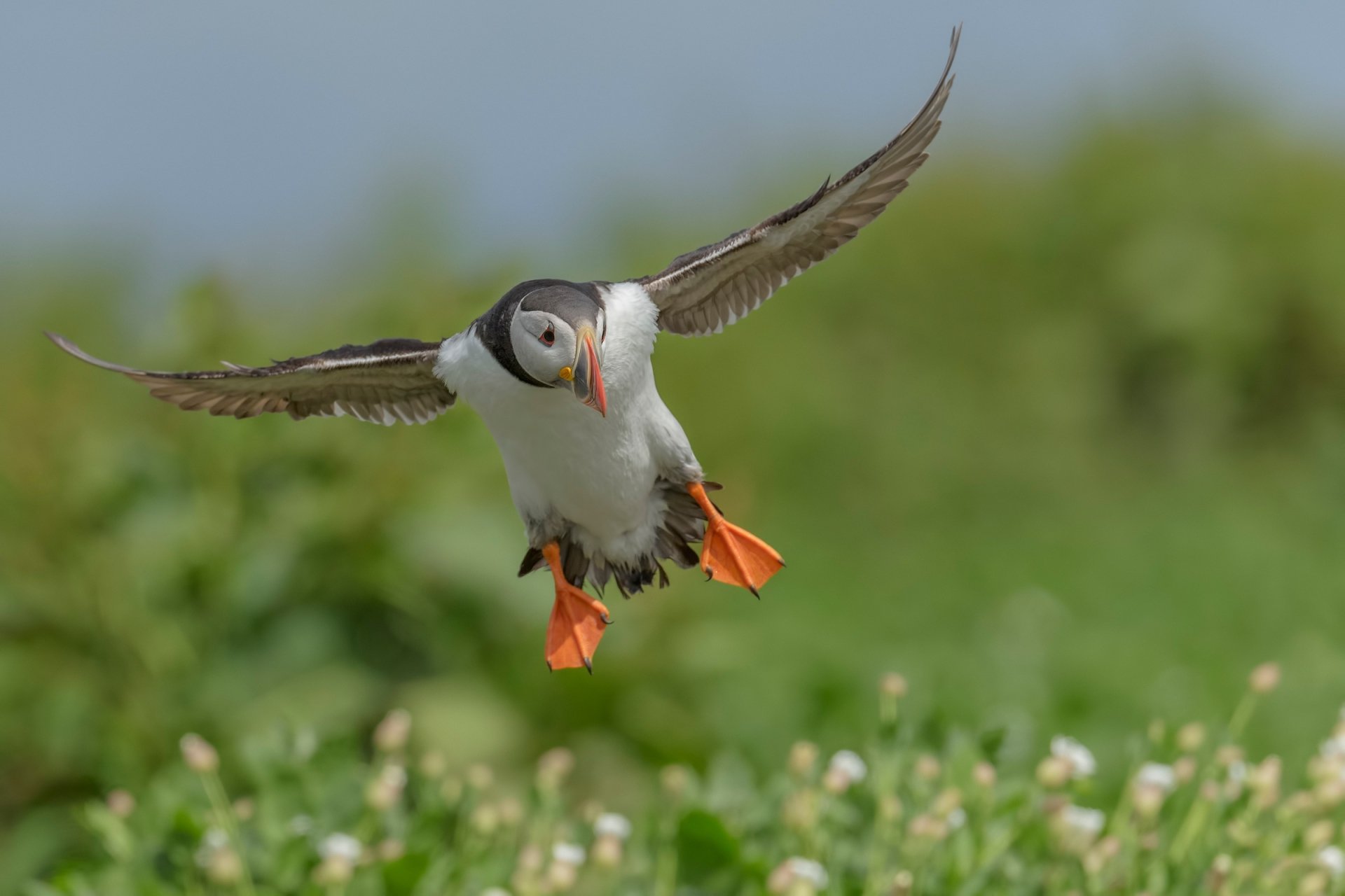 A puffin bird captured in mid-flight with a blurred green background, showcasing depth of field in an HD desktop wallpaper.