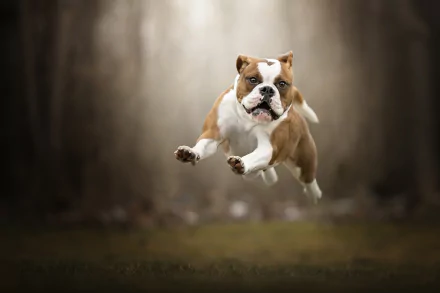 HD PC desktop wallpaper: English bulldog mid-leap, sharp subject with blurred depth-of-field forest background — playful dog animal portrait.