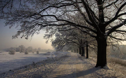 HD desktop wallpaper of a snow-covered dirt road, flanked by snow-dusted trees under a clear winter sky, capturing the serene beauty of nature in winter.