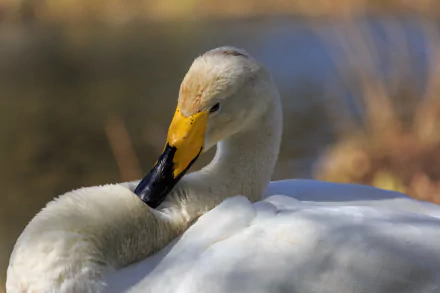 HD desktop wallpaper: close-up of a Tundra swan (bird, Animal) preening its yellow-and-black beak, soft white plumage against a blurred wetland background.