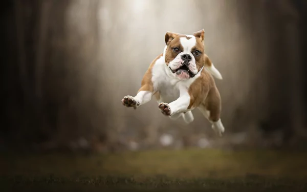 HD PC desktop wallpaper: English bulldog mid-leap, sharp subject with blurred depth-of-field forest background — playful dog animal portrait.