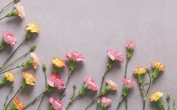[10+] Carnation 4k Wallpapers