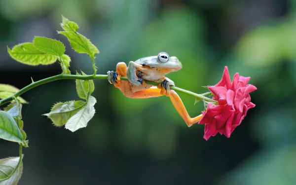 HD desktop wallpaper featuring an amphibian frog perched on a rose stem, with a vibrant red rose in focus and a blurred green background.