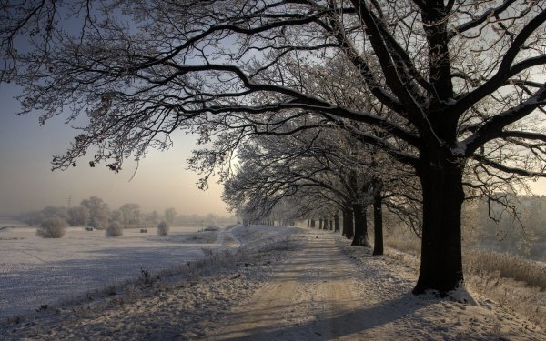 Earth Winter Nature Snow Tree Tree-Lined Dirt Road HD Wallpaper | Background Image