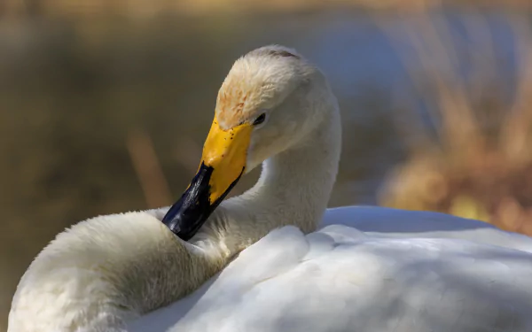 HD desktop wallpaper: close-up of a Tundra swan (bird, Animal) preening its yellow-and-black beak, soft white plumage against a blurred wetland background.