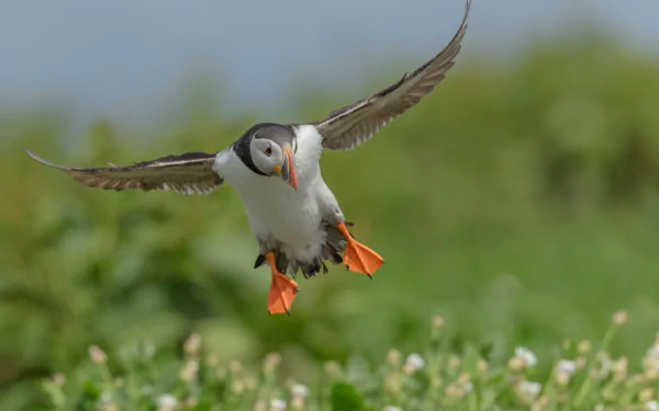 A puffin bird captured in mid-flight with a blurred green background, showcasing depth of field in an HD desktop wallpaper.