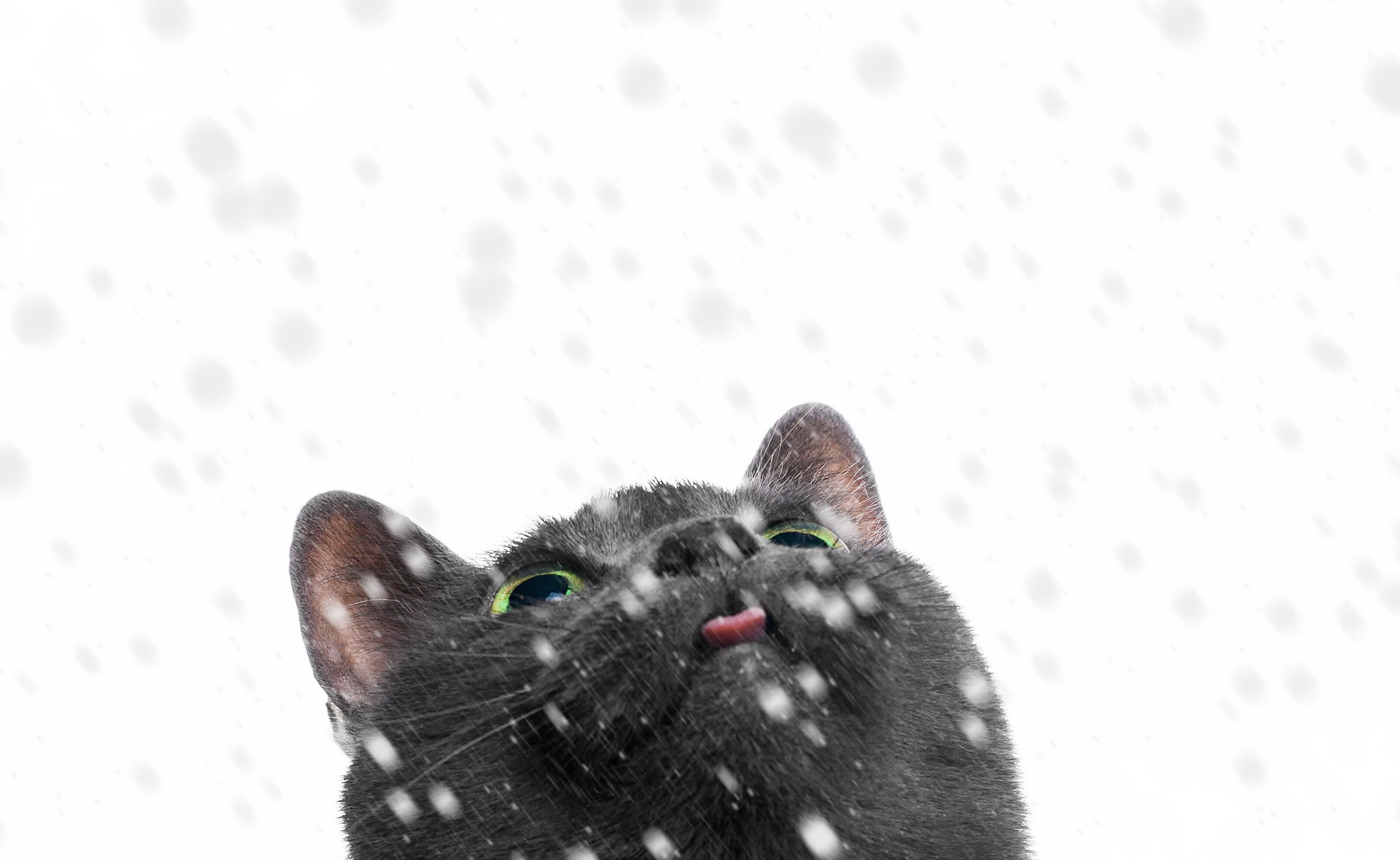 Animal Cat HD Wallpaper | Background Image