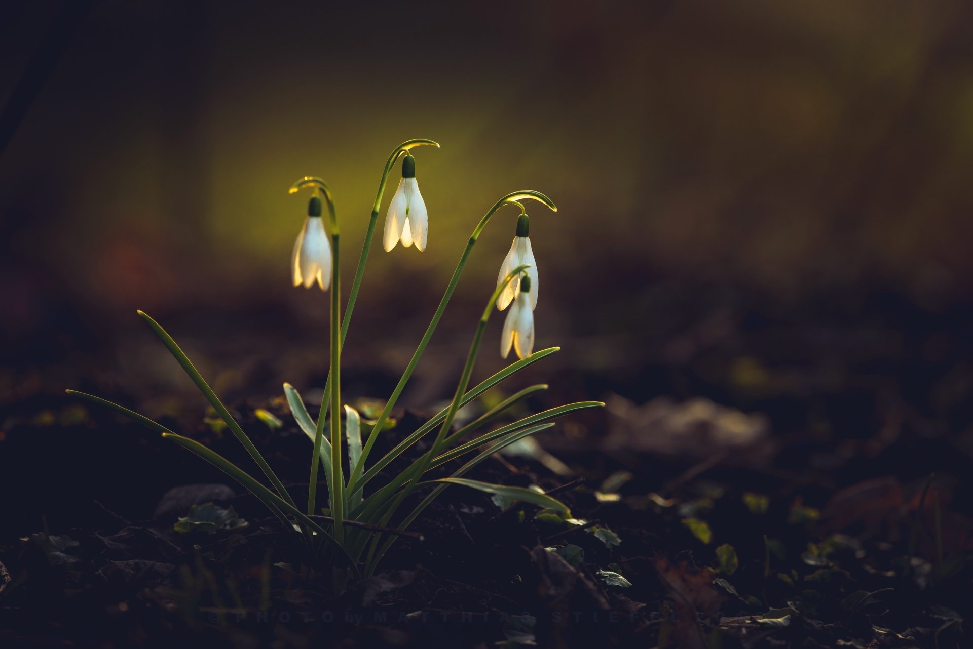 Close-up of delicate white snowdrop flowers glowing softly in low light, captured in HD for a nature-themed desktop wallpaper background.